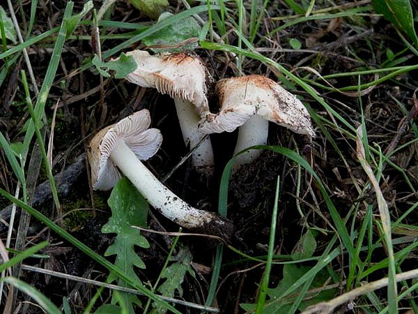 Inocybe bresadolae?